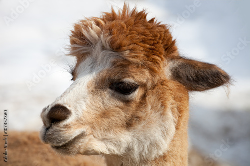 portrait of an alpaca lama