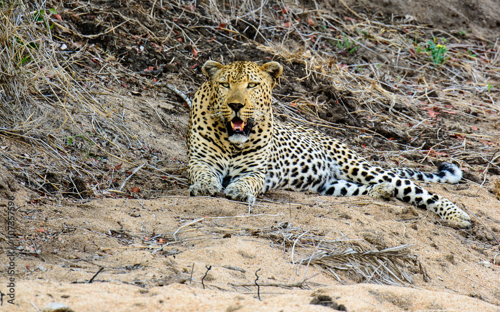 Obraz premium Attentive Male Leopard