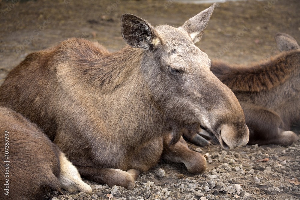 Moose, Alces a.alces is large ungulates Moose, Alces a.alces is large ungulates
