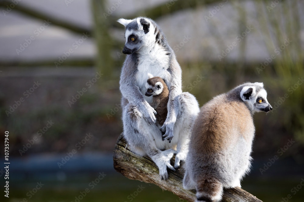 Obraz premium Ring-tailed Lemur, Lemur catta, female with young