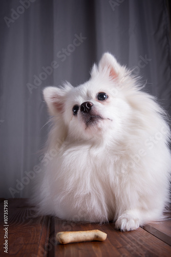 White German Spitz Pomeranian sits on a wooden floor on gray background. Dog posing, and the feet is the bone. Free space for text