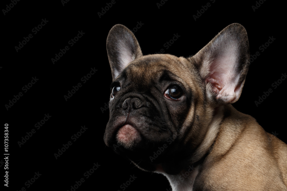 Closeup French Bulldog Puppy Face Looking up, Front view,  Isolated