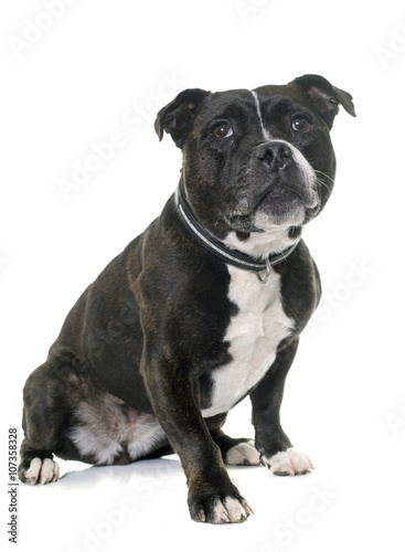 stafforshire bull terrier