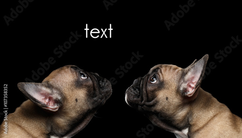Fototapeta Naklejka Na Ścianę i Meble -  Closeup Two French Bulldog Puppys head Looking up, Profile,  Isolated