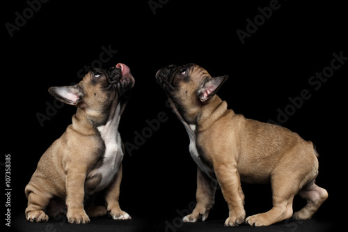 Two French Bulldog Puppys Sitting and Looking up, Licked,  Isolated
