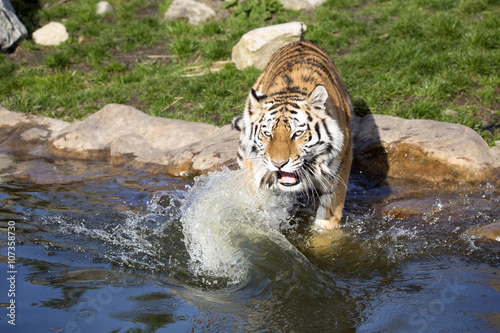 Fototapeta Naklejka Na Ścianę i Meble -  angry Amur tiger, Panthera tigris altaica, beating paws into the water