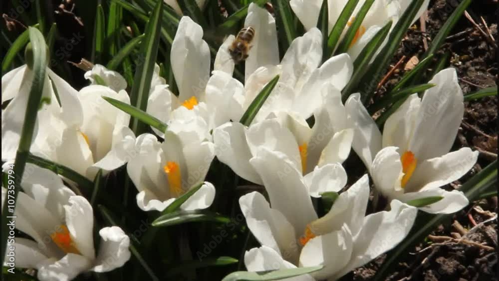 Bee takes nectar and pollen from flowers. Bee takes nectar and pollen from flowers.