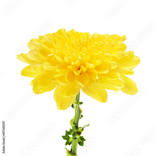 Yellow Chrysanthemum Flower