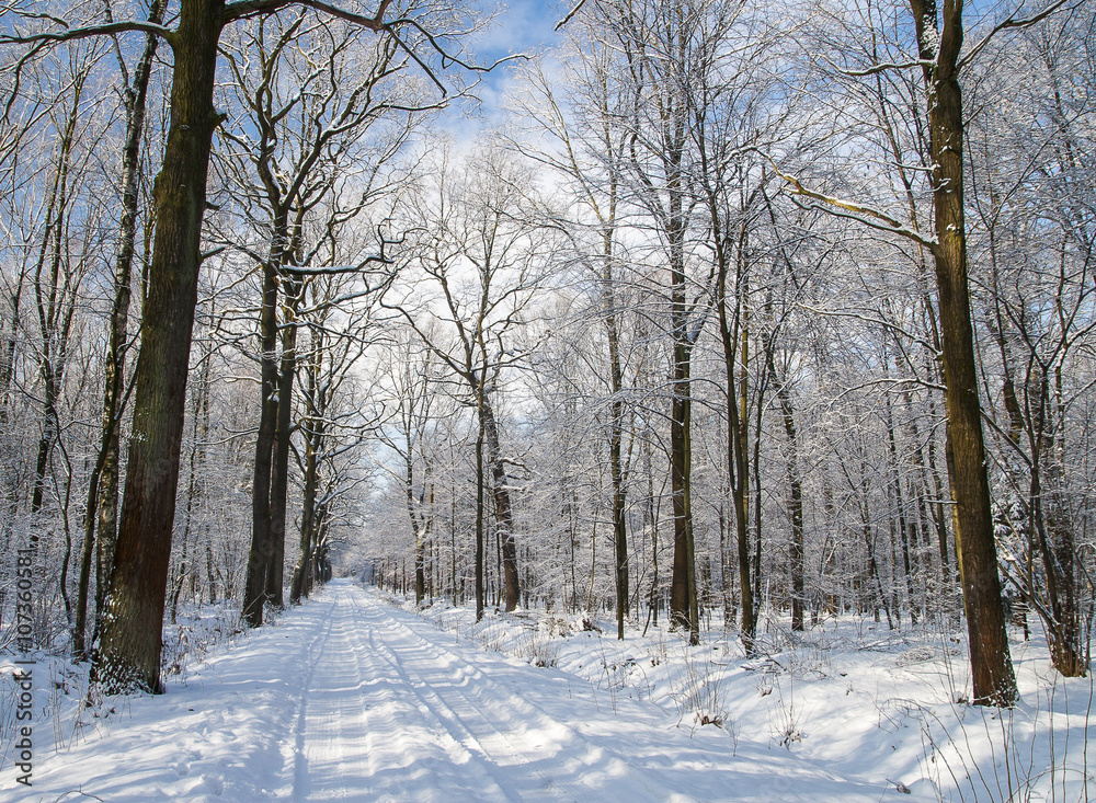 Forest in winter