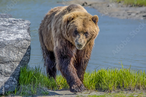 Grizzly Bear