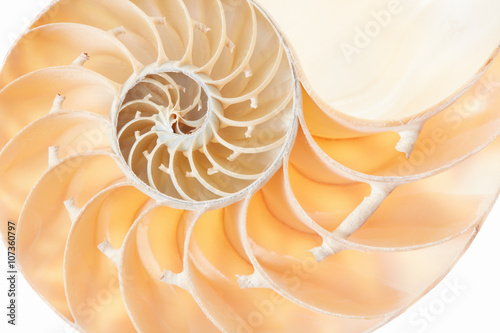 Nautilus shell golden section pattern background