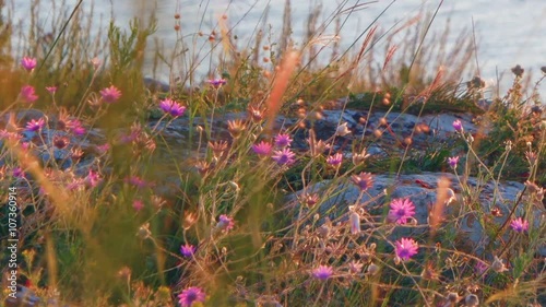 Steppe plants small violet flowers on rocky coast and sea surface with ripples on background.
