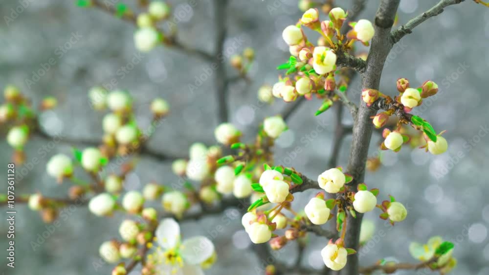 White Flowers Blossoms on the Branches Plum Tree. Timelapse. 4K. White Flowers Blossoms on the Branches Plum Tree. Timelapse. 4K.