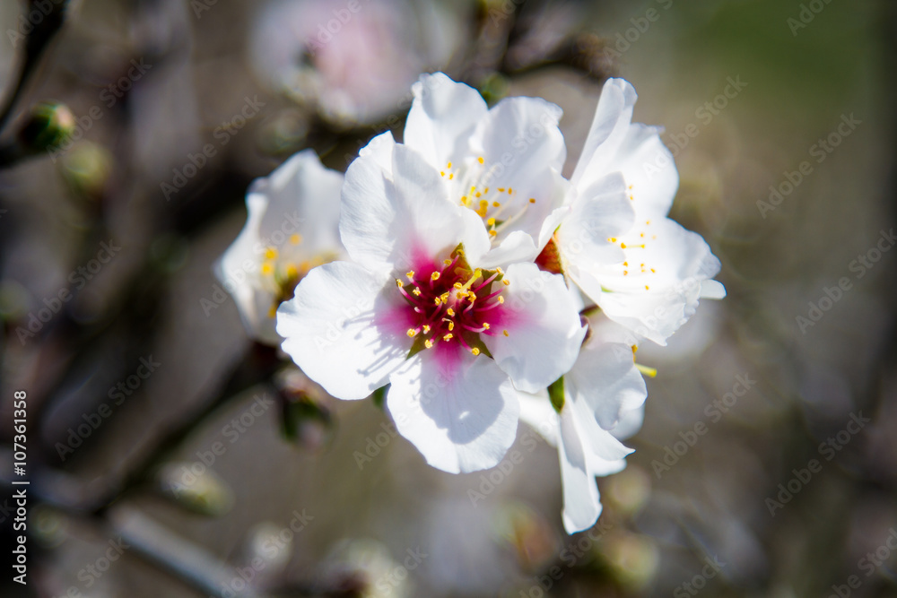 Branch of blooming almond tree