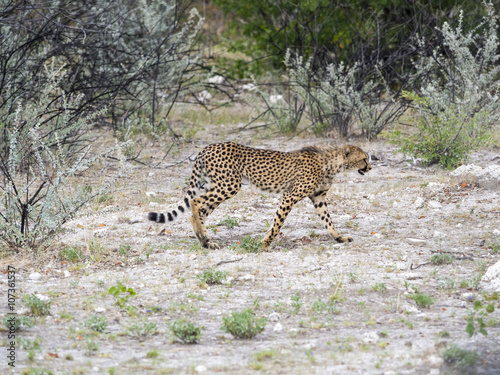 Ein Gepard  (Acinonyx jubatus), im Ongaya Wild Reservat, Outja, Namibia, Afrika