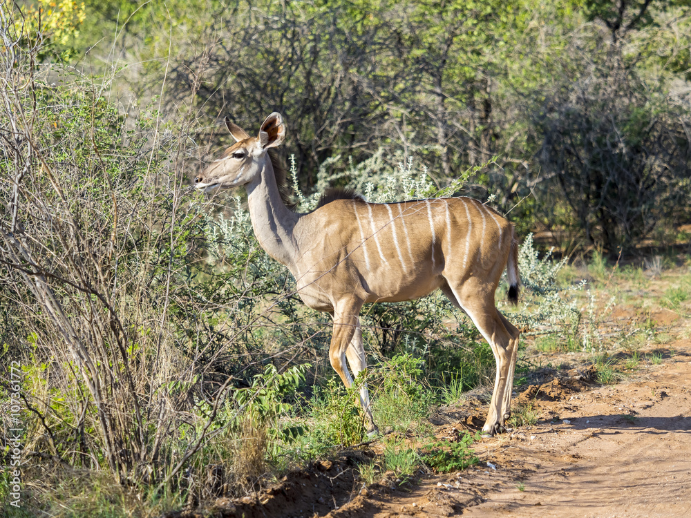 Großer Kudu (Tragelaphus strepsiceros), Jungtier, schaut aus einem Versteck,  Ongaya Wild Reservat, Outja, Namibia, Afrika foto de Stock