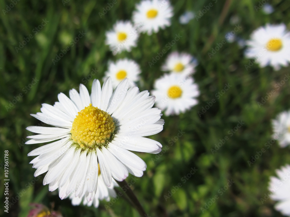 Obraz premium White daisy flowers on green background . Tuscany, Italy