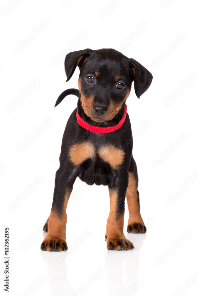 black pinscher puppy