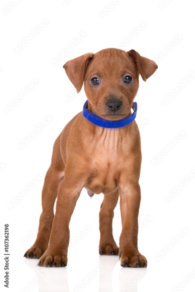 adorable red pinscher puppy on white