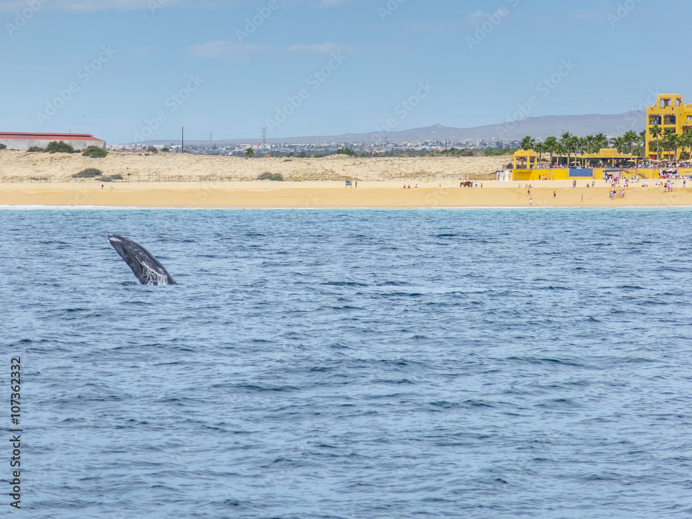 Fototapeta premium Marine Life on a Whale Watching Tour in Mexico