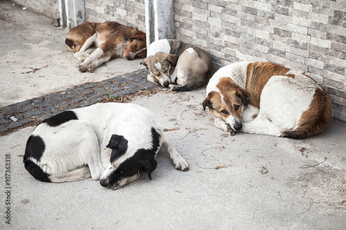 Photography Group of homeless dogs sleep on the street