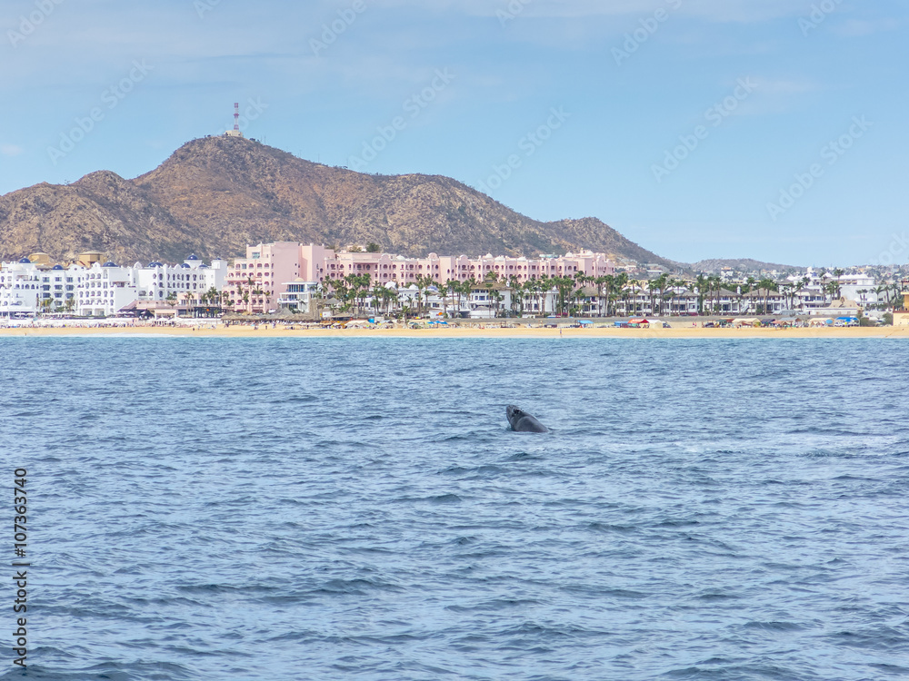 Naklejka premium Marine Life on a Whale Watching Tour in Mexico