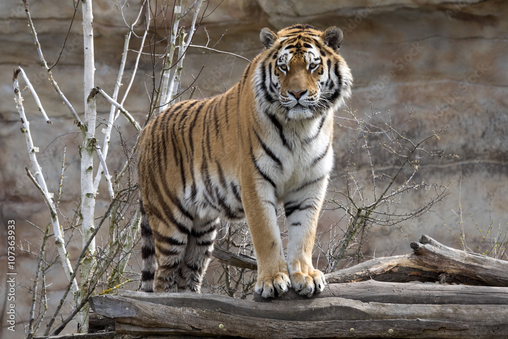 Obraz premium Amur Tiger, Panthera tigris altaica, closely monitors nearby
