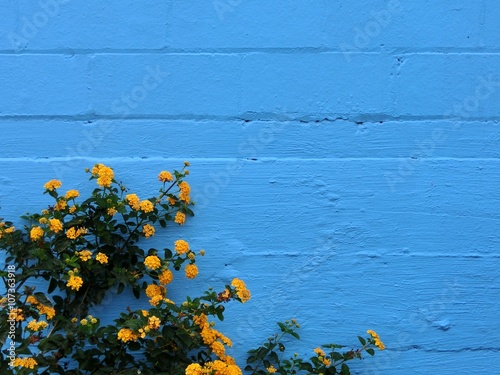Blue painted brick wall with yellow flowers in front - landscape color photo