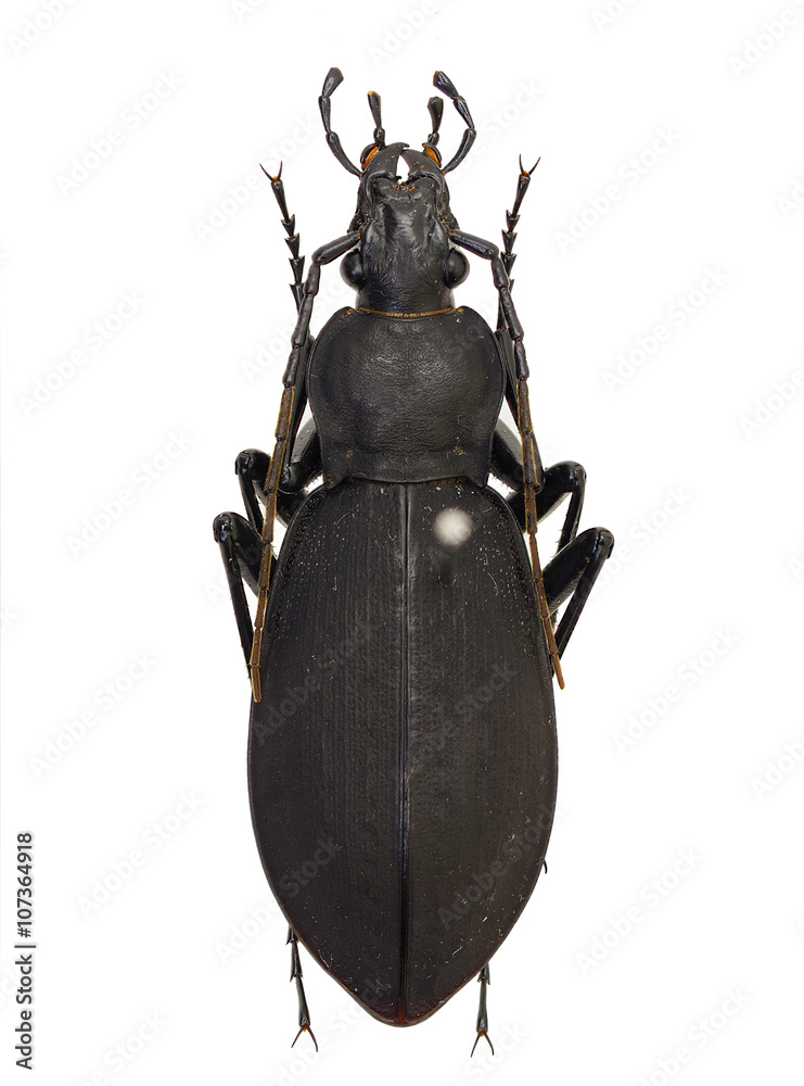 秋田県産コクロナガオサムシ Stock Photo Adobe Stock