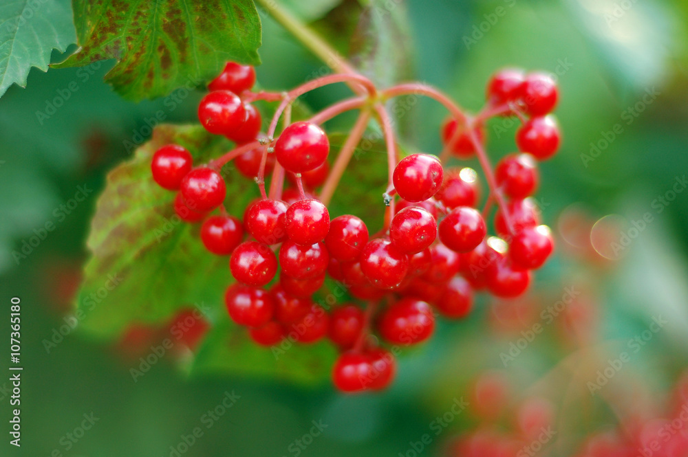 Guelder-rose on a Bush with green leaves