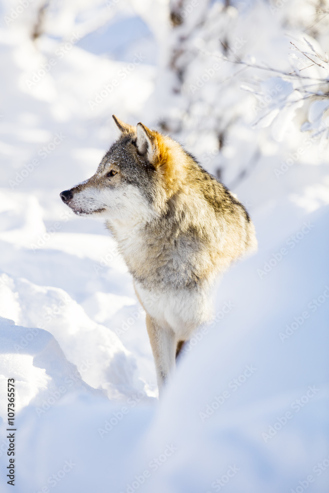 Fototapeta premium Wolf stands in beautiful winter landscape