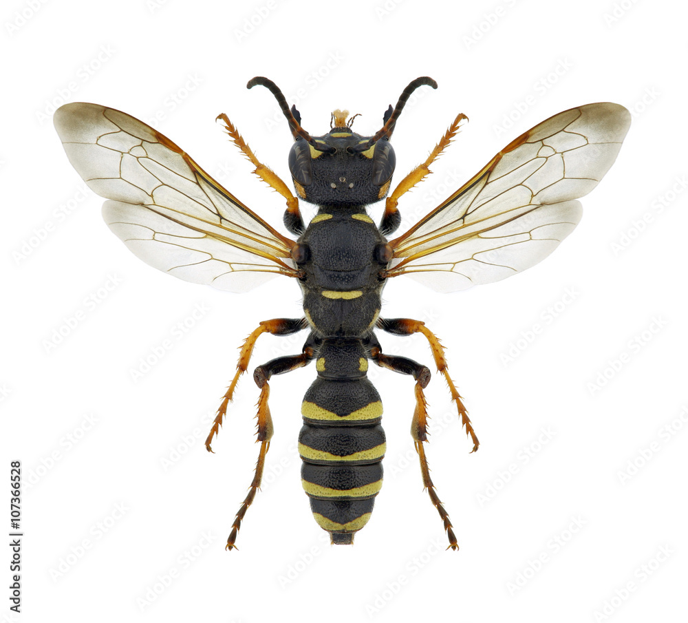 Wasp Cerceris arenaria Wasp Cerceris arenaria
