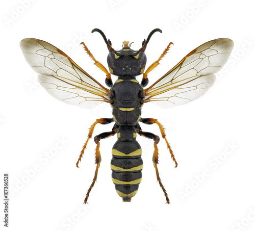 Wasp Cerceris arenaria © als