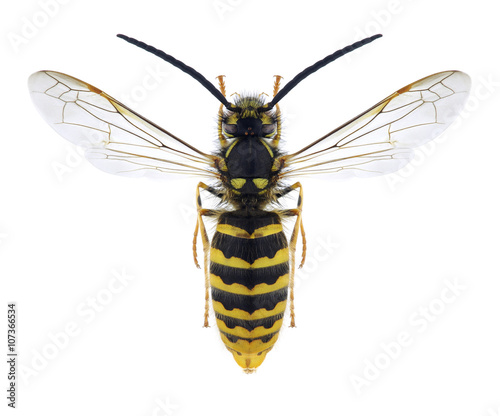 Wasp Vespula vulgaris (male)