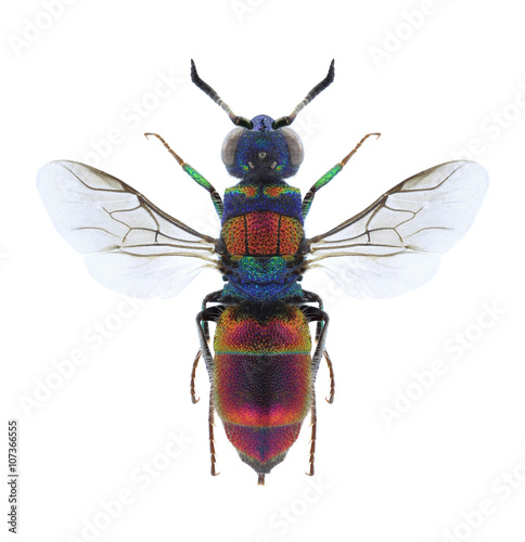 Canvas-taulu Wasp Chrysis succincta