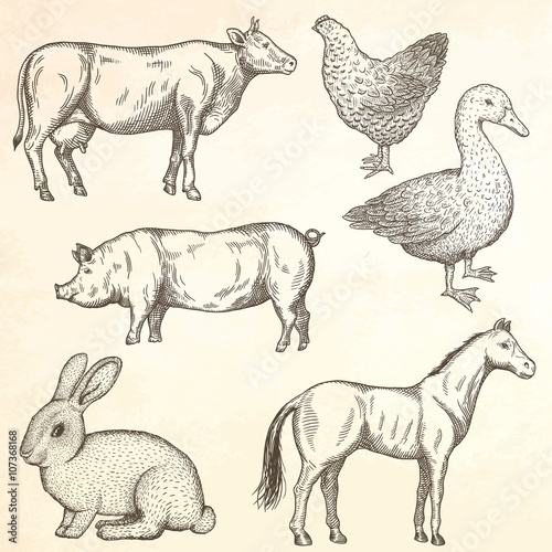 Farm animals set.