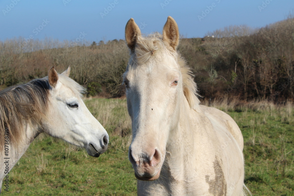 Chevaux au pré