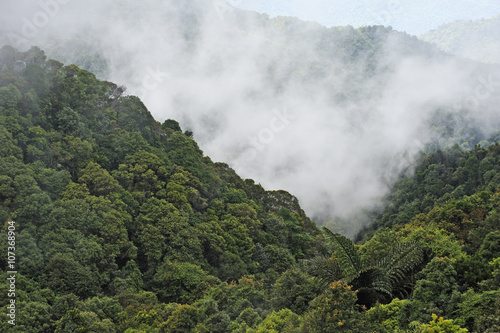 Rainforest with mist, Bach Ma National Park, Vietnam, Southeast Asia © samisarkis