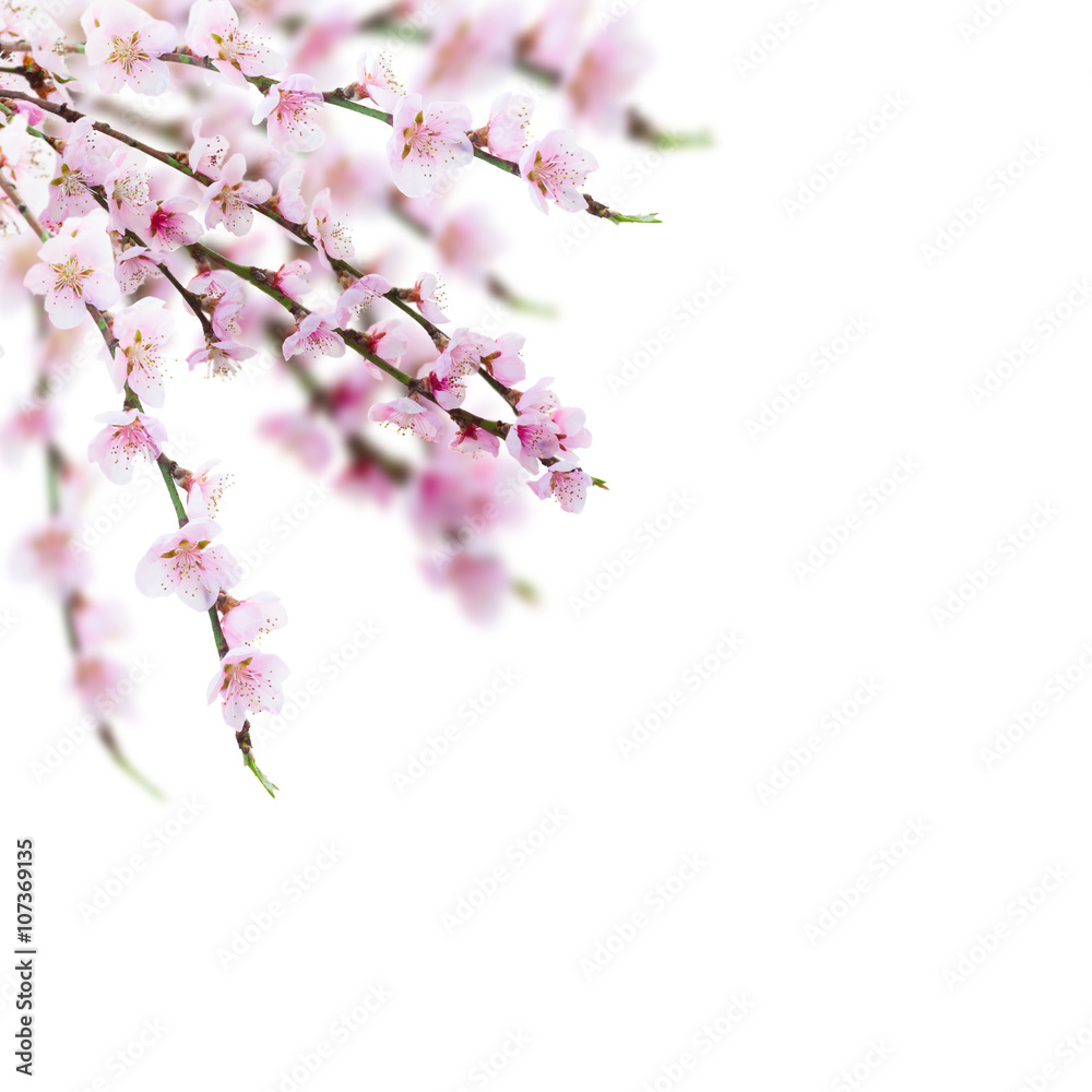 Cherry tree twig Cherry tree twig