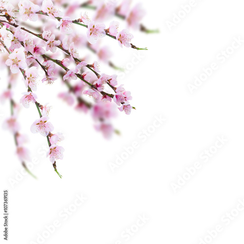 Cherry tree twig  © neirfy