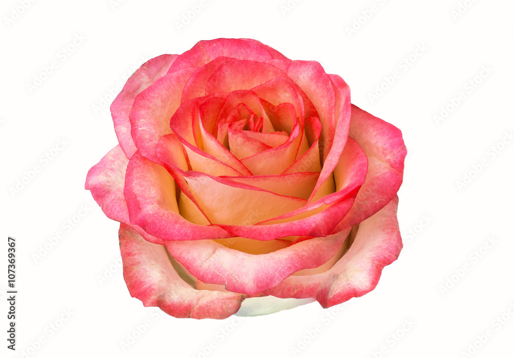 rose bud isolated on white background. clipart, rose flower. rose bud isolated on white background. clipart, rose flower.