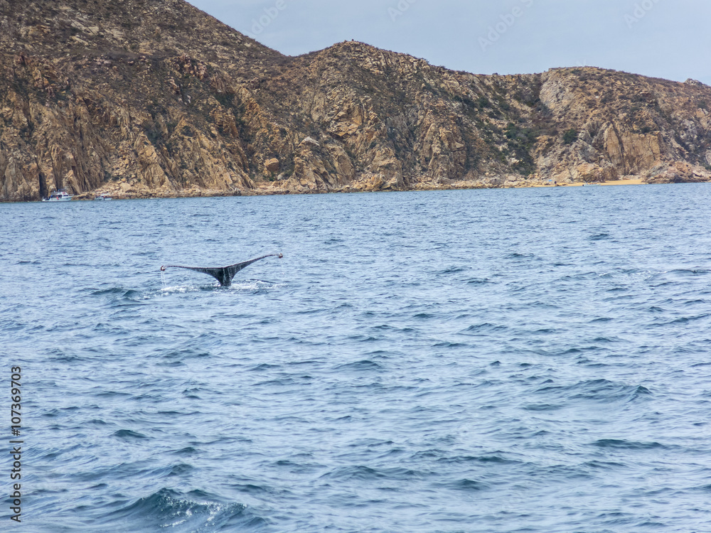 Fototapeta premium Marine Life on a Whale Watching Tour in Mexico
