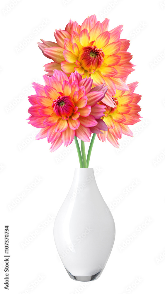 Dahlia Autumn flowers in vase isolated on white Dahlia Autumn flowers in vase isolated on white