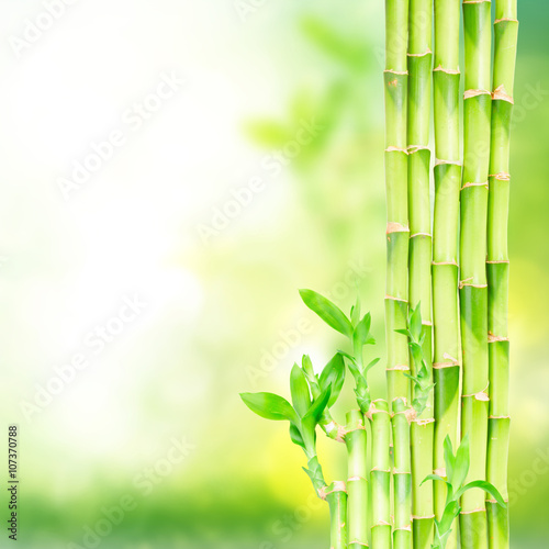Fototapeta Naklejka Na Ścianę i Meble -  green bamboo stems