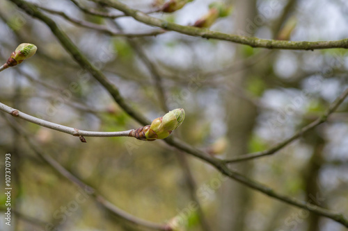 Kastanienbaumknospe photo