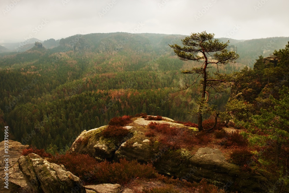 View through branches to deep misty valley within daybreak. Foggy and misty morning View through branches to deep misty valley within daybreak. Foggy and misty morning
