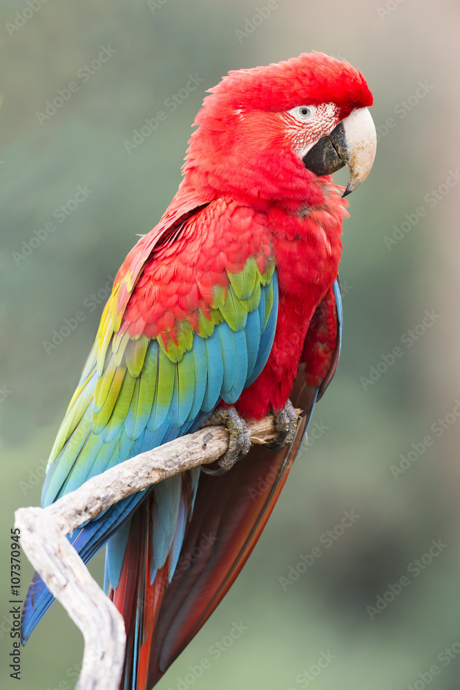 Red-and-green macaw (Ara chloropterus), Buraco das Araras, Mato Grosso do Sul, Brazil Red-and-green macaw (Ara chloropterus), Buraco das Araras, Mato Grosso do Sul, Brazil