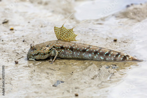 Adult male mudskipper (Periophthalmus spp,) territorial display at low tide, Bako National Park, Sarawak, Borneo, Malaysia photo