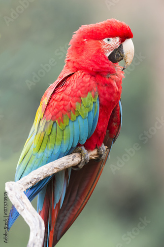 Red-and-green macaw (Ara chloropterus), Buraco das Araras, Mato Grosso do Sul, Brazil photo