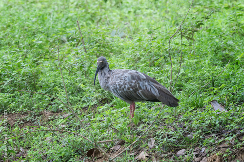 Plumbeous ibis (Theristicus caerulescens), Pantanal, Mato Grosso, Brazil photo